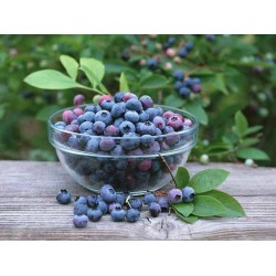 Blueberry Delifruit